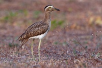 Dytik dvoupruhy - Burhinus bistriatus - Double-striped Thick-knee o9710